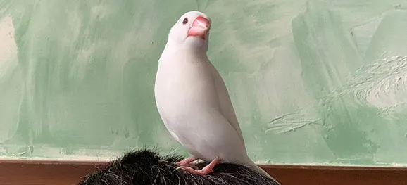 Pちゃん